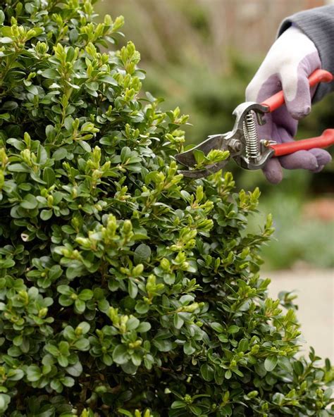 Pruning Shrubs, Pruning Fruit Trees, Pruning Roses, Tree Pruning ...