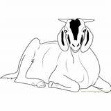 Boer Goat Coloring Pages sketch template