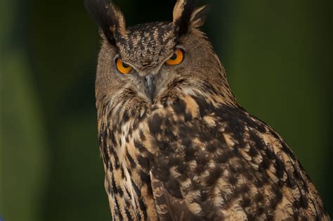 Eurasian eagle owl | Oregon Zoo