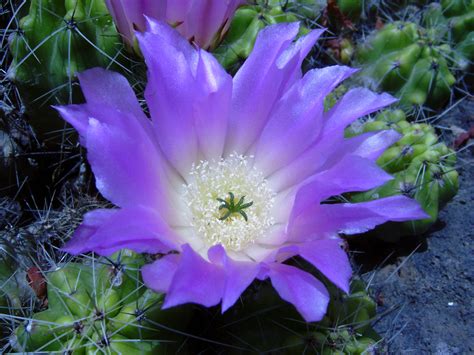 beautiful cactus flower by Paul774 on DeviantArt