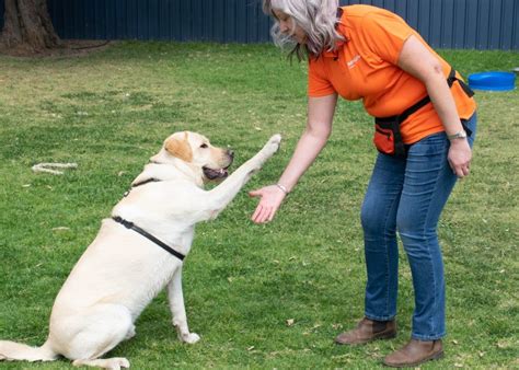 Small Dogs For Adoption Perth Wa