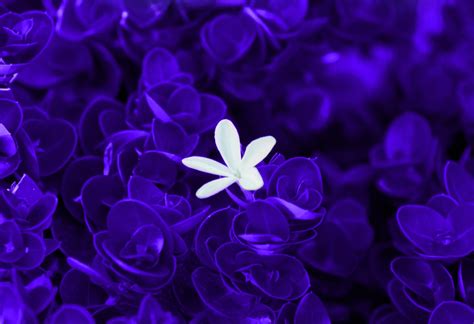 Violet Flowers Wallpaper