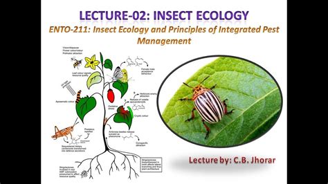 ENTO-211 : Lecture 2: Insect Ecology - YouTube