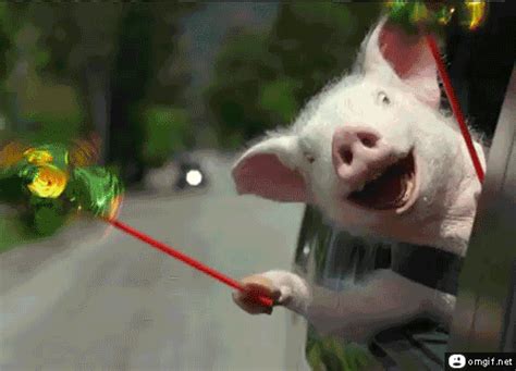 Funny Pig GIFs - Find & Share on GIPHY