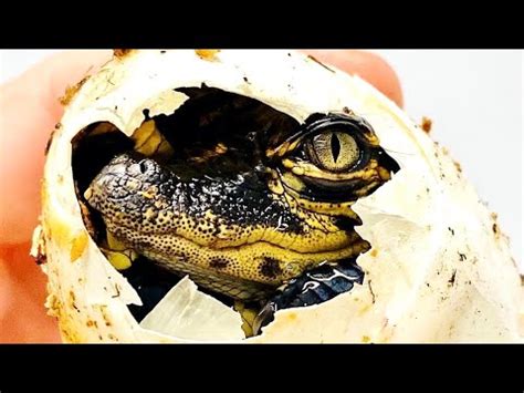 Baby Alligators Hatching!!!!! - YouTube