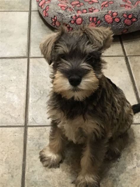 Miniature schnauzer puppies for sale | Llandysul, Ceredigion | Pets4Homes