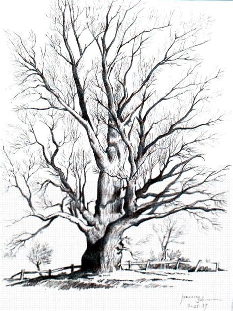 Tree Drawings in Pencil - Bing Images | Peyzaj düzenlemesi fikirleri, Resim sanatı, Mürekkep ...