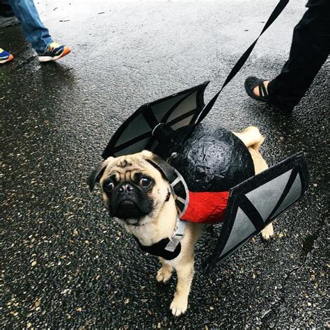 There Was a 'Star Wars' Pug Parade and All the Dogs Dressed Up