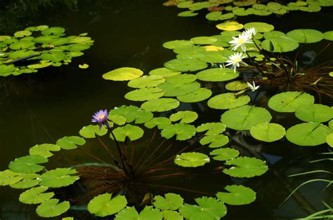 Blossoming Lily Pads in Shinjuku Gyoen Greenhouse - FLAVORFUL ...