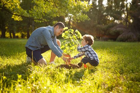 Best Time To Plant Trees - When And How To Plant Trees