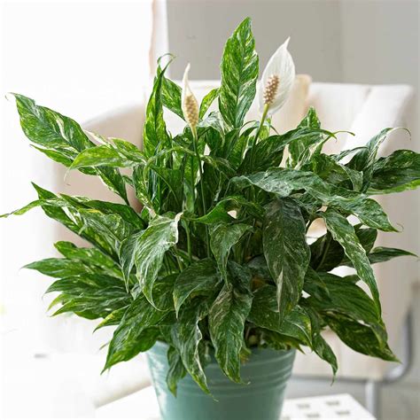 Indoor Plants for Low Light | Better Homes & Gardens