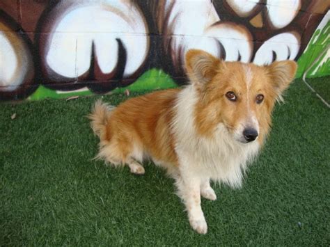 Pembroke Sheltie (Corgi Sheltie Mix) | Dog Info, Temp, Puppies & Pictures