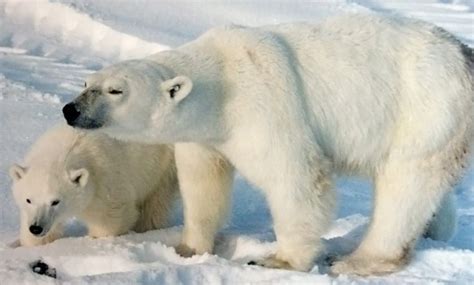 Endangered Animals in the Tundra Biome - AbdielkruwBailey