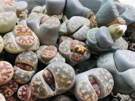 Lithops Care - Tips For Growing Living Stones