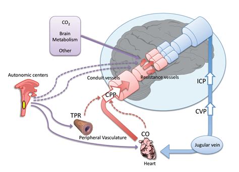 Cerebral Autoregulation - Explained Clearly - Made For Medical