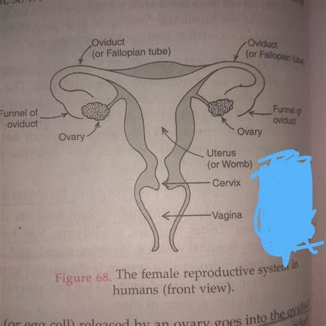 Female Reproductive System Labelling