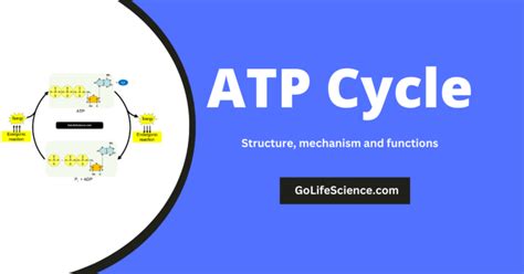 ATP cycle: Structure and role of ATP in biochemical reactions