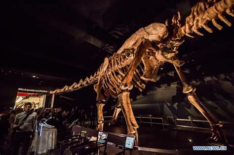 "Titanosaur" skeleton exibition held in New York (9) - People's Daily ...