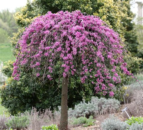 Lavender Twist Redbud Shrubs For Sale Online | The Tree Center