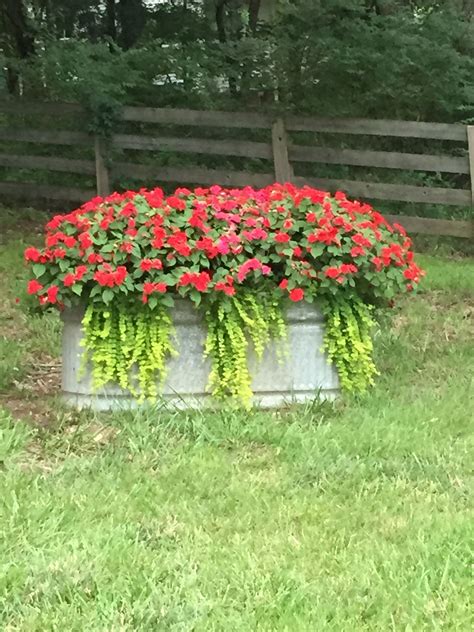 Love this old feed trough used as a planter! | Container plants, Backyard landscaping, Plants