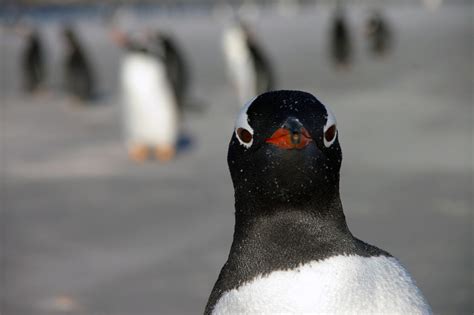 Gentoo Penguins - Antarctica fact file, wildlife,