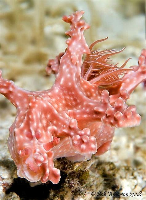 Pink Ocean Slug | Sea slug, Ocean creatures, Sea creatures