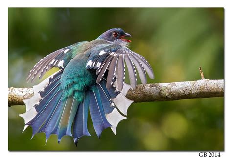 Cuban Trogon: National Bird of Cuba | Interesting Facts about Cuban Trogon