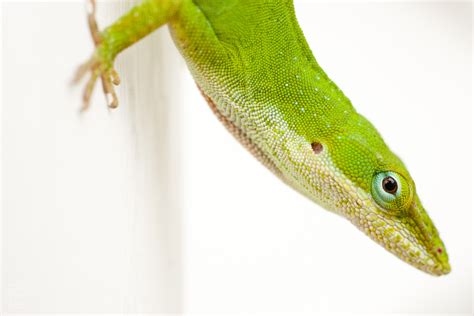 Reptile Facts - The Carolina anole (Anolis carolinensis) is an...