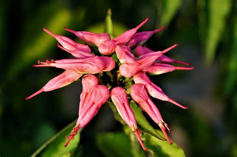 Redbird Cactus Flower Plant - Free photo on Pixabay - Pixabay