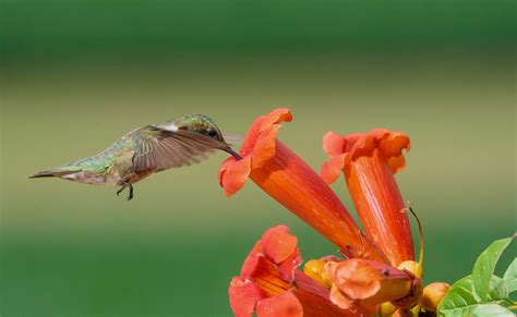 Flowers that attract hummingbirds: 10 to plant in your yard | Homes ...