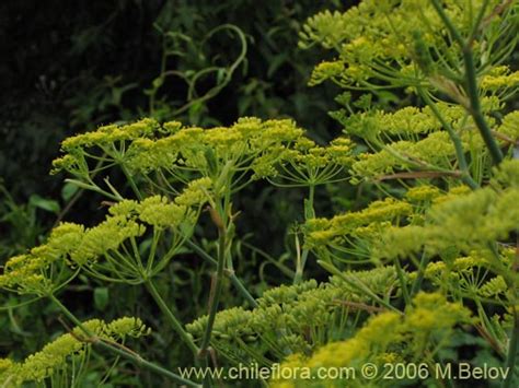 Description and images of Foeniculum vulgare (Hinojo), a native Chilean ...