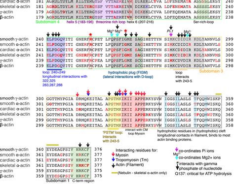 Annotated alignment of the six actin sequences for Homo Sapiens showing... | Download Scientific ...