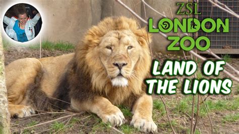 Land Of The Lions | ZSL London Zoo - YouTube