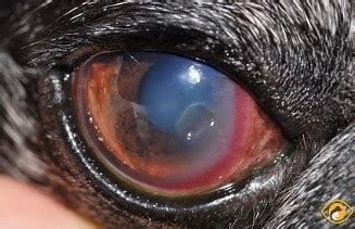 Pictures of Eye Ulcers in Dogs, with Veterinarian Comments