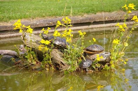 Creating a Basking Area for Your Red-Eared Slider | ReptiFiles