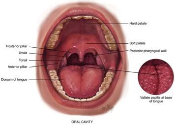 Anterior Tonsillar Pillar