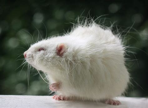 Long air Rat, just lovely | Pet rats, Cute rats, Rats