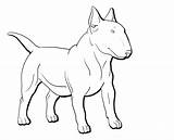 Bull Terrier Coloring Book Pages sketch template