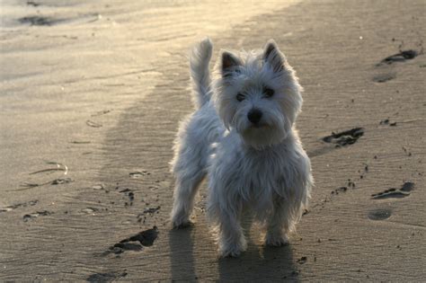 File:West Highland White Terrier Yoshi.jpg - Wikipedia