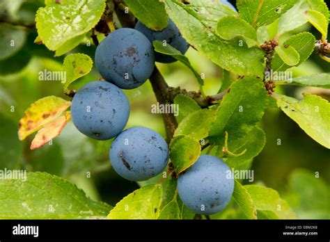 Sloe berries on a Blackthorn Tree (Prunus Spinosa Stock Photo - Alamy