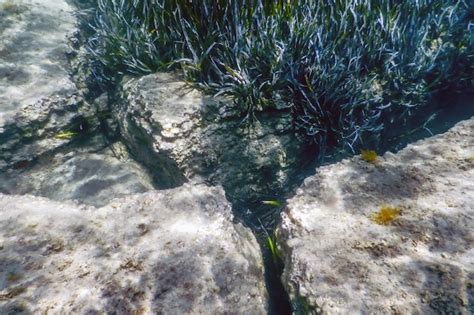 Premium Photo | Underwater background with seaweed