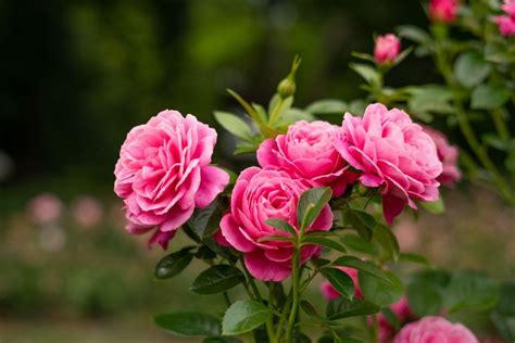 How to Grow Long Stem Roses (Useful Tips for Optimal Growth) - The ...