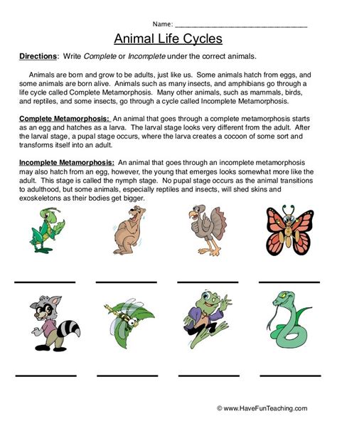 Animal life-cycles-worksheet