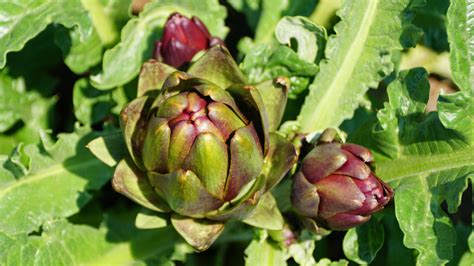 14 Artichoke Varieties You Might Not Be Familiar With