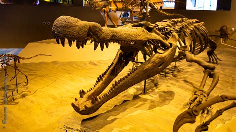 Deinosuchus Fossil Skeleton | Deinosuchus Fossil Skeleton on… | Flickr