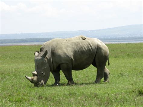 Free Rhino Eating Stock Photo - FreeImages.com