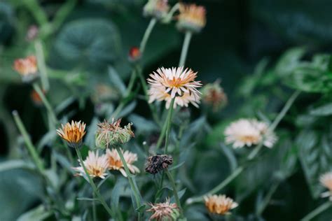 The Simplest Way to Save Your Own Calendula Seeds • Gardenary