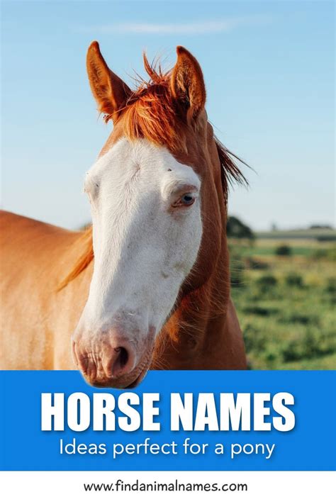 Horse Names