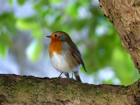 Free Images : robin, nature, foraging, close, animals, birds, songbirds, garden bird, in the ...