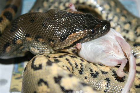 Green Anaconda eating | Eunectes murinus feeding | Flickr